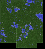 forest-1.PNG
