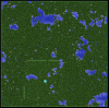 forest-2.PNG