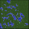 forest-3.PNG