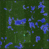 forest-5.PNG