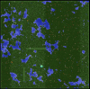 forest-6.PNG