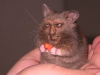 hand evil.png