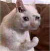upload_2018-12-9_16-36-10.png