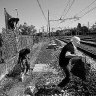Marek