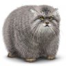 Manul