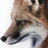 miomoor