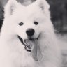 Doggy4_