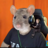DanikMaster