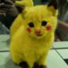 Pikachu062