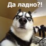 Vester_Grim