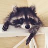 idillicus