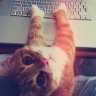 Fly_Bird | SmartWolfie