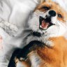 FoxyQ