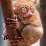 Tarsier_Philip