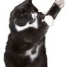 dismiss44