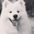 Doggy4_