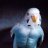 Parrot
