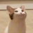 Mr.KotE