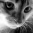 kapehh