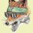 WildFox