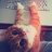 Fly_Bird | SmartWolfie