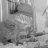Ghost_Fish